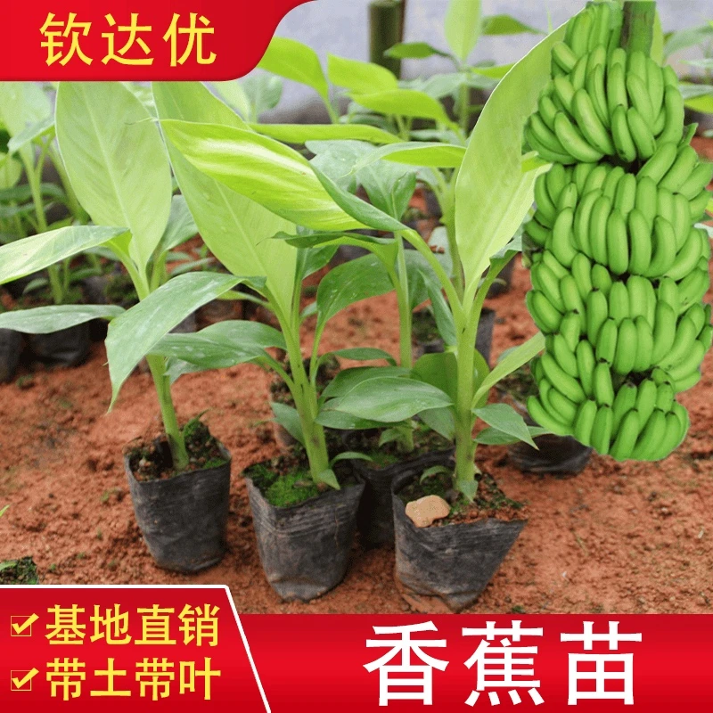 香蕉树苗矮化芭蕉皇帝蕉粉蕉香蕉小米蕉苹果南方四季抗寒当年结果
