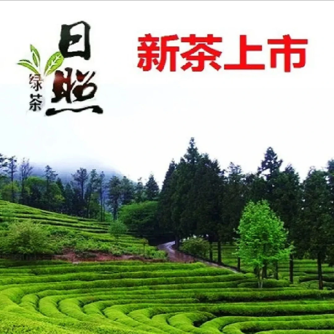 【日照绿茶新茶20号】499/249/豌豆香鲜爽口感/桶装茶叶盒装