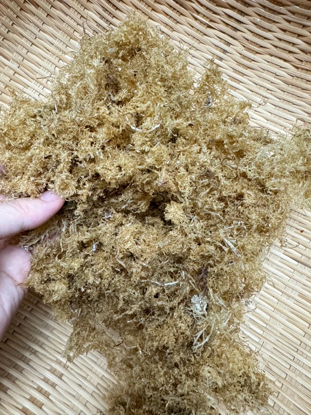 【南澳海岛珍品】南澳正宗野生海石花草