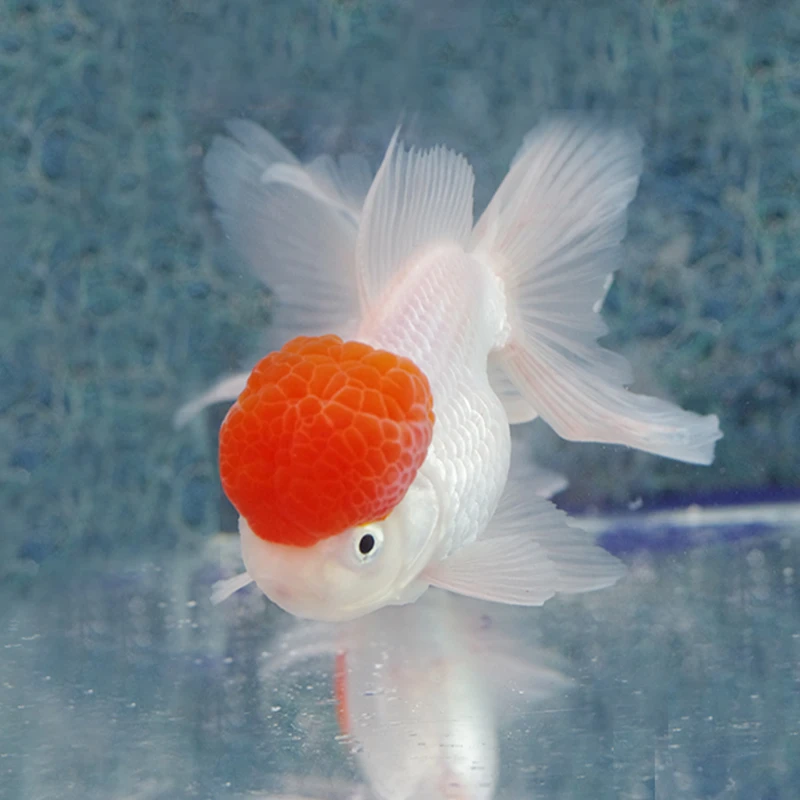 金鱼缸养冷水鱼好看耐活渔场直发顶红兰寿国狮泰狮龙睛鎏金水泡