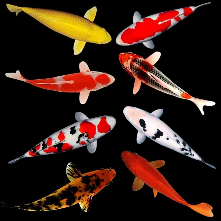 【直播】一物一拍 精品大鱼红白大正三色昭和