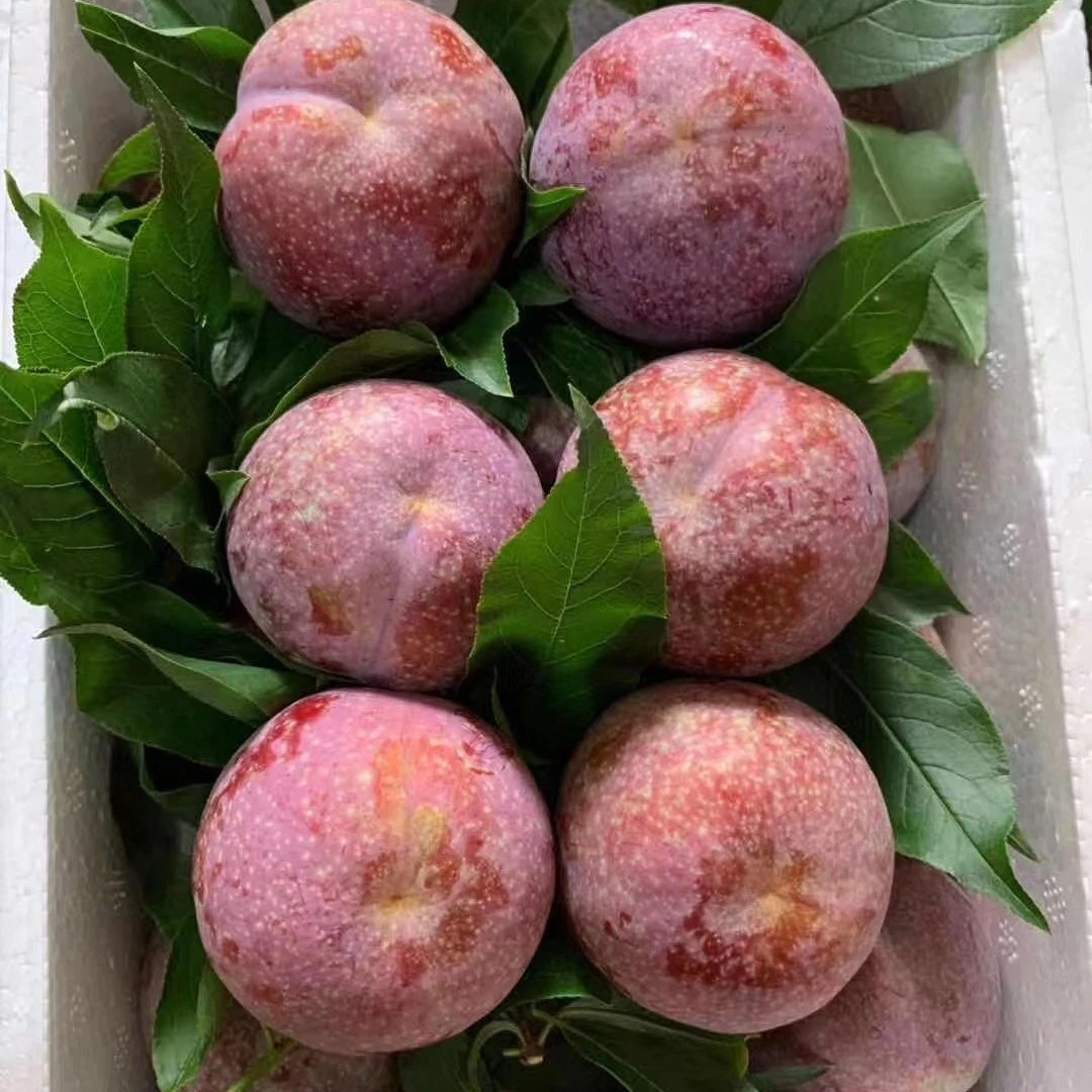 《 中大果》3/5斤 信宜特产 乐妃乐三华李 高山种植 现摘现发