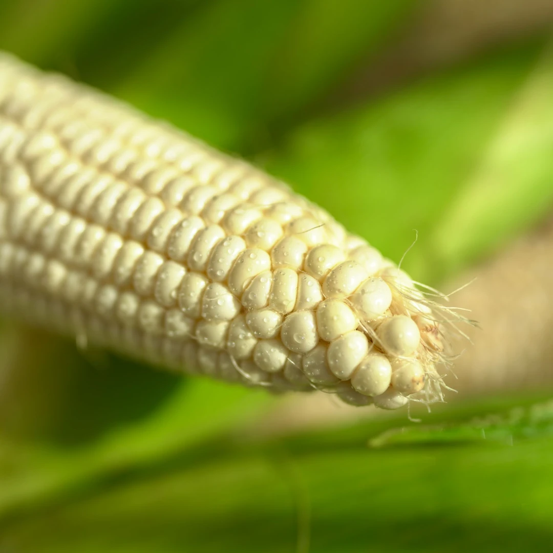 软糯黏甜，兼具东北大棒子的粘糯，又有南方小土豆的软甜