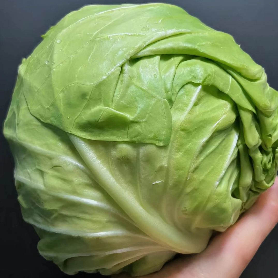 绿玉翡翠甜包菜水果甘蓝高丽菜脆嫩甜多汁没有芥辣味炒菜凉拌食用