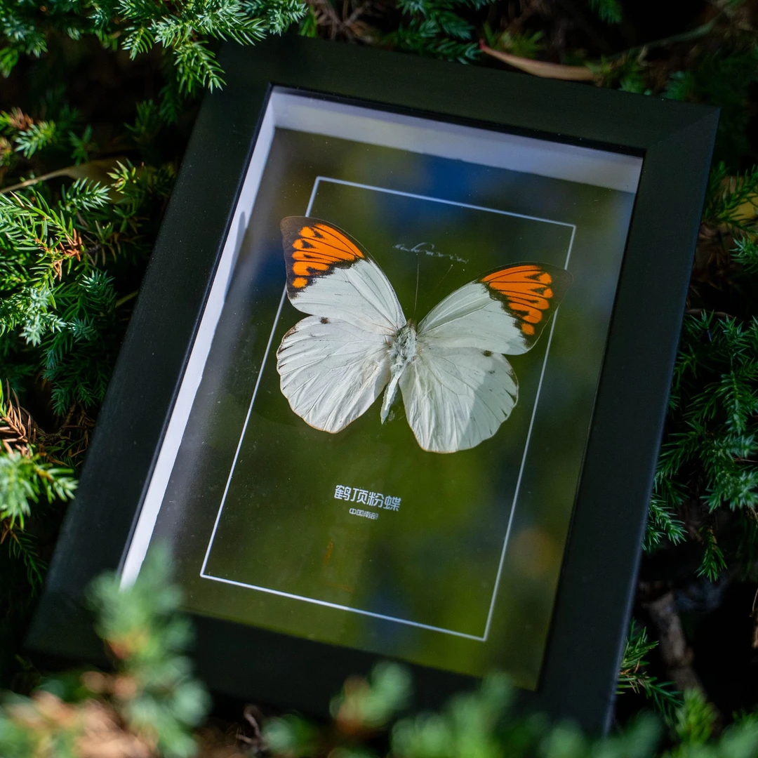 鹤顶粉蝶真蝴蝶标本相框摆件纯手工挂画家居装饰画罕见生日礼物