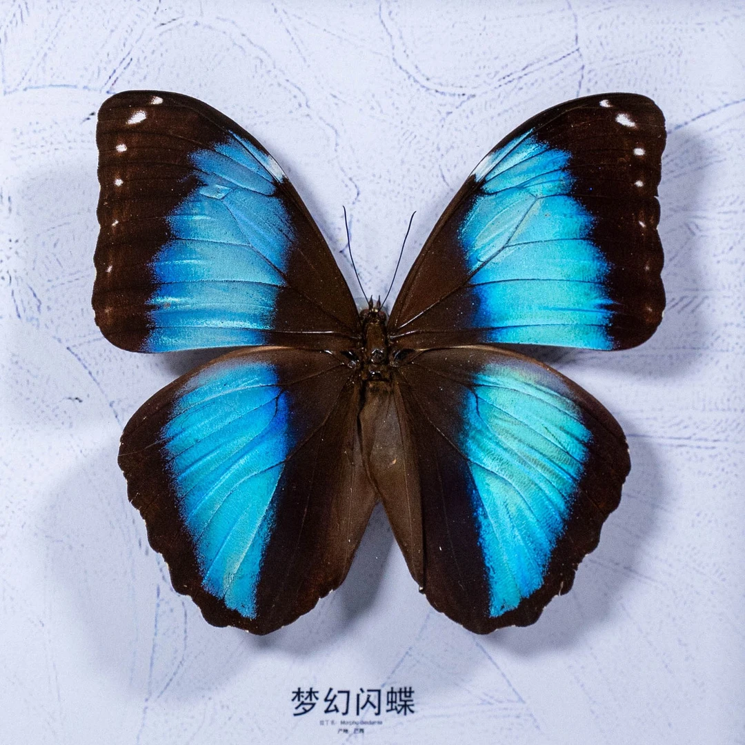 梦幻闪蝶A1减轻微掉粉展翅蝴蝶标本生日礼物蓝闪蝶手工简约装饰画