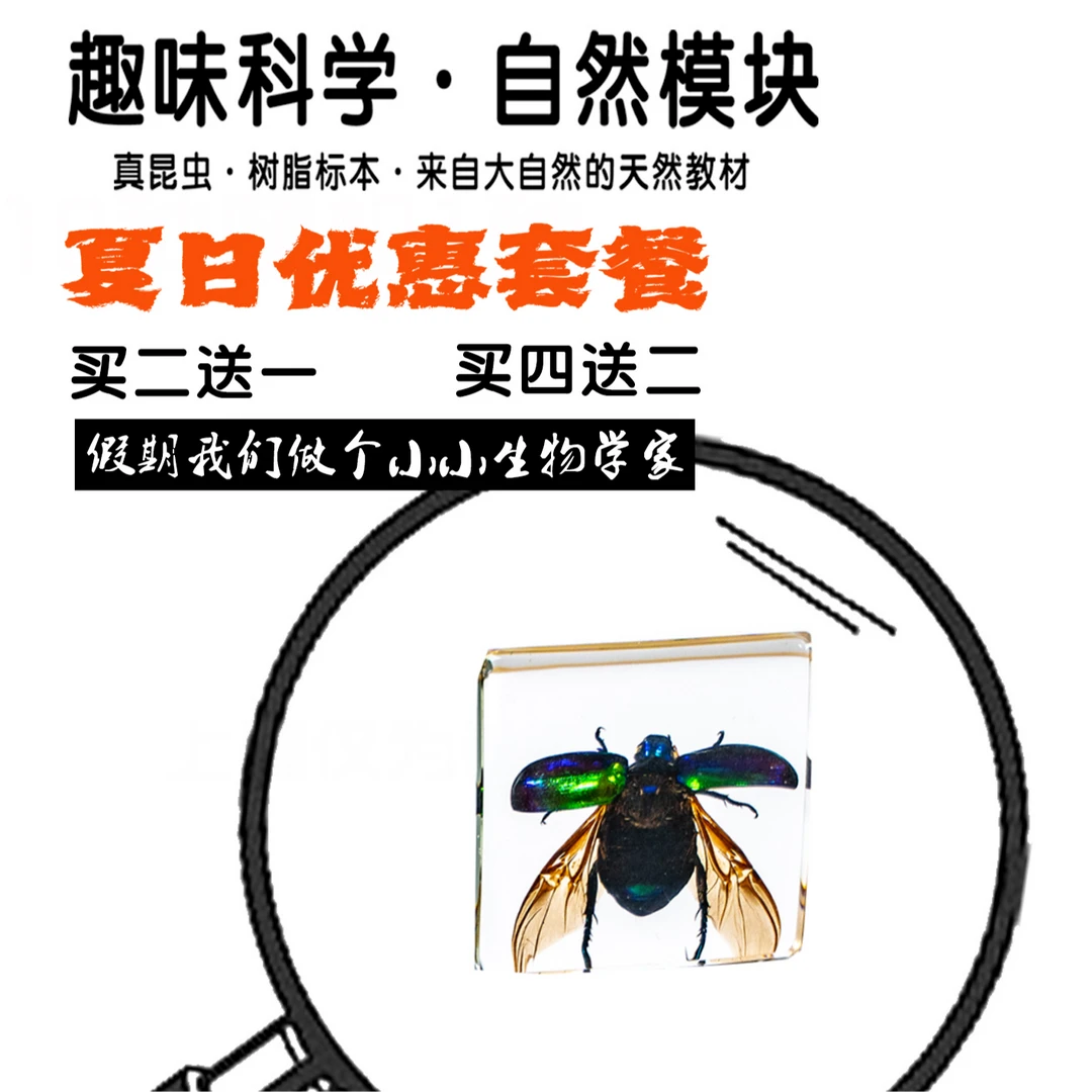 树脂水晶真昆虫标本孩子玩具琥珀教学海洋螃蟹蝴蝶科学实验可爱