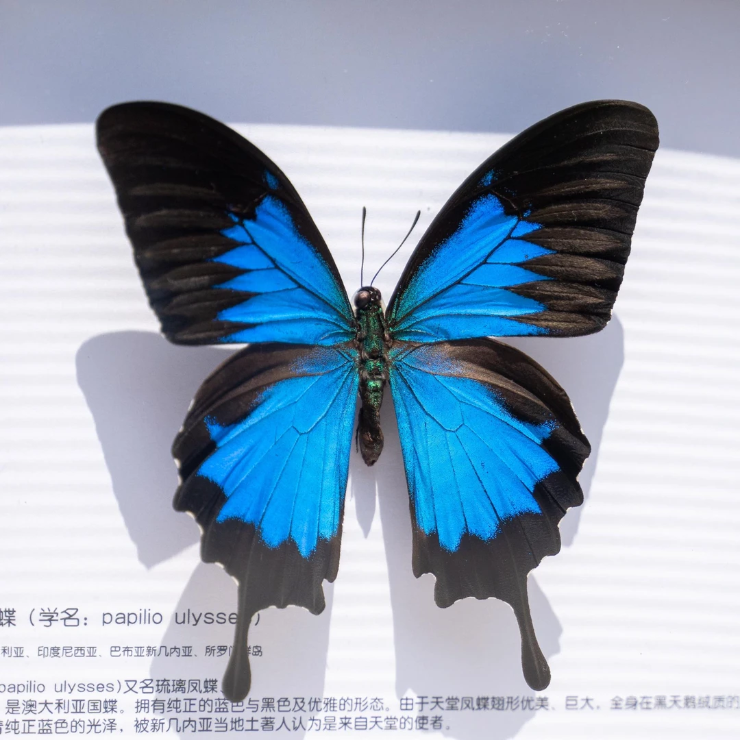 天堂凤蝶真实蝴蝶标本纯手工展示框礼物摆件礼盒装罕见名贵昆虫