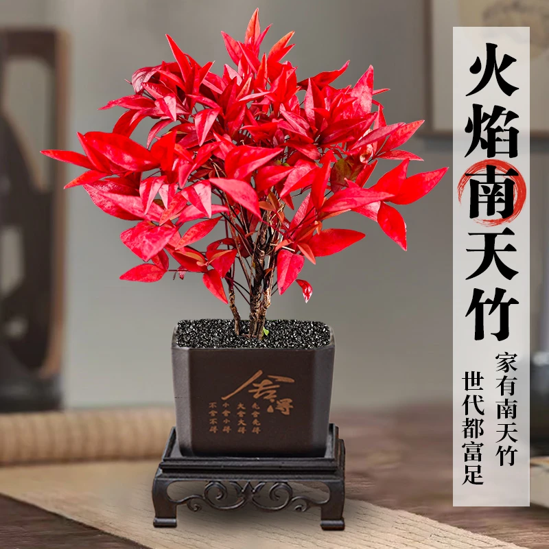火焰南天竹盆栽冬季客厅耐寒绿植禅意盆景办公室植物阳台庭院好养