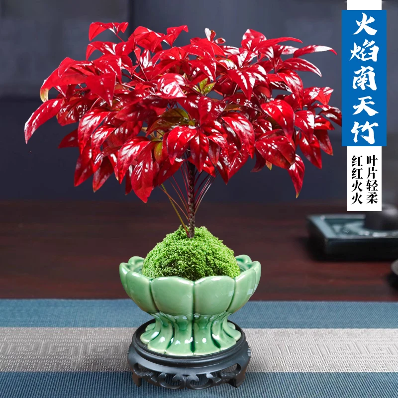 【越冷越红】火焰南天竹盆栽冬季耐寒绿植盆景办公室植物阳台好养
