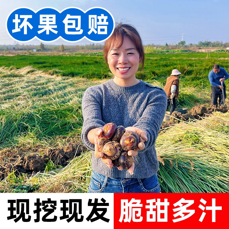 【马蹄特大果】湖北马蹄现挖荸荠原产地发货鲜甜多汁