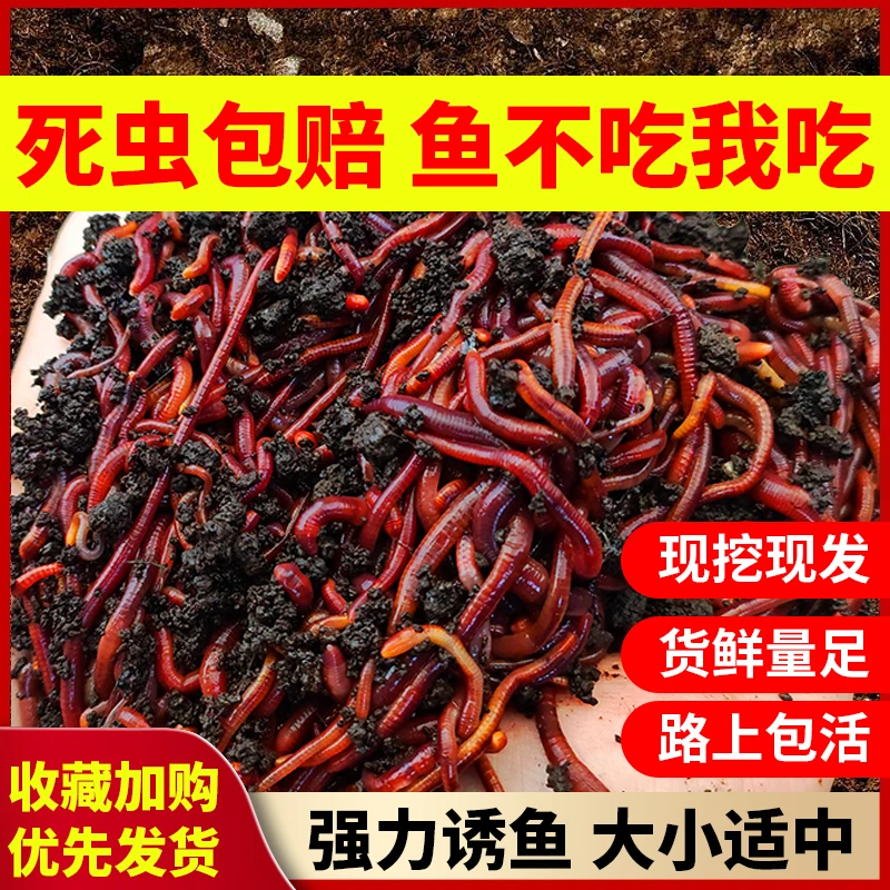 盒装蚯蚓活饵鲜活红虫垂钓鱼饵料野钓黑坑鱼料打窝料鲫鱼鲤鱼鱼食