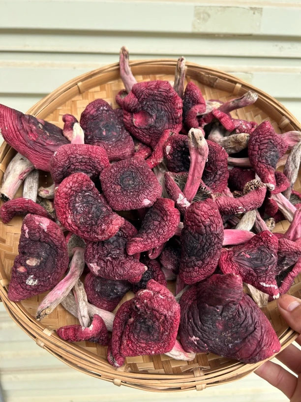 云南野生菌普洱大红菇标菇正宗蓝底正红野生红菇