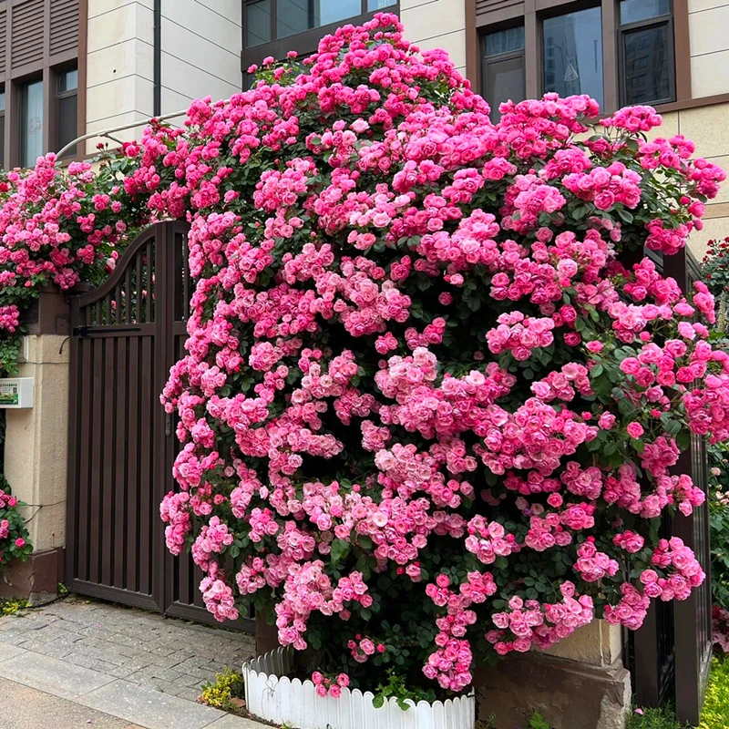 混色爬藤花种子庭院花海四季开花好养易活阳台盆栽花卉红黄刺梅花