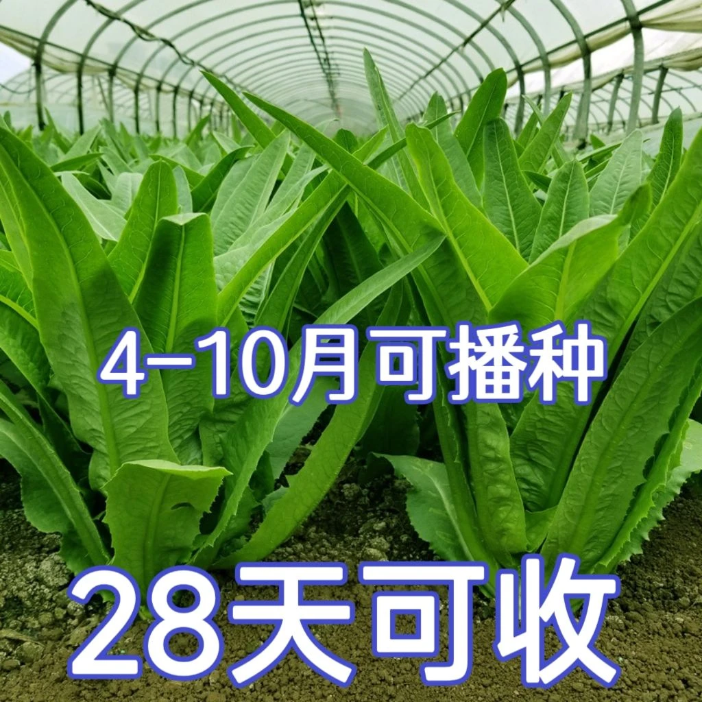 油麦菜种子四季油麦菜种子脆甜不苦青菜种籽阳台盆栽地栽蔬菜种子
