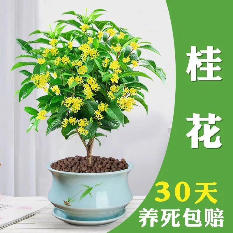 四季桂浓香型盆栽好养树苗金桂耐寒室内外庭院地栽阳台绿植花卉