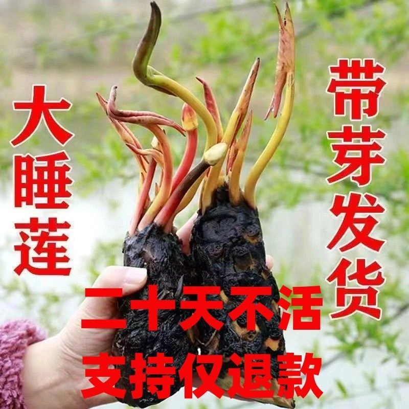 发货种植睡莲花池塘水缸大睡莲根块水培大睡莲花卉水培四季开花