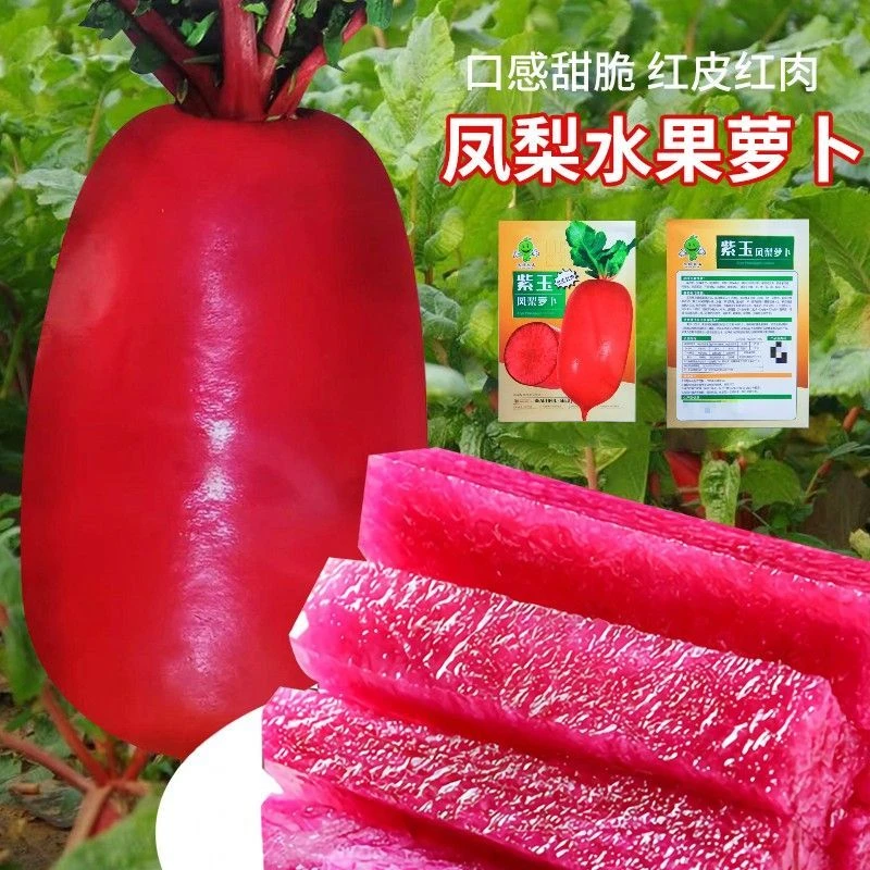 水果萝沙窝潍青红心凤梨潍坊紫美人水果萝卜卜萝卜甜脆型生吃萝卜