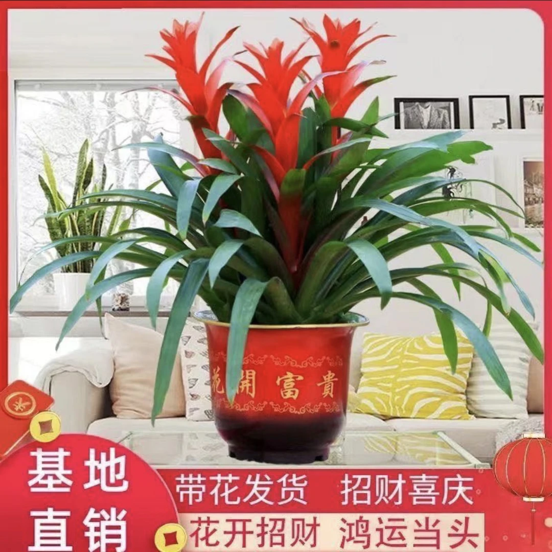 （妙刹中）鸿运当头盆栽植物四季办公室花卉绿植大型好养凤梨客厅