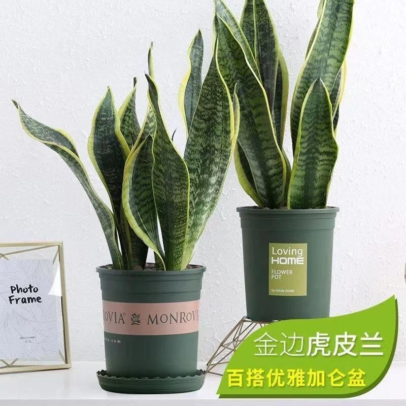 除甲醛金边虎皮兰新房吸甲醛植物防辐射四季室内绿植花盆栽虎尾兰