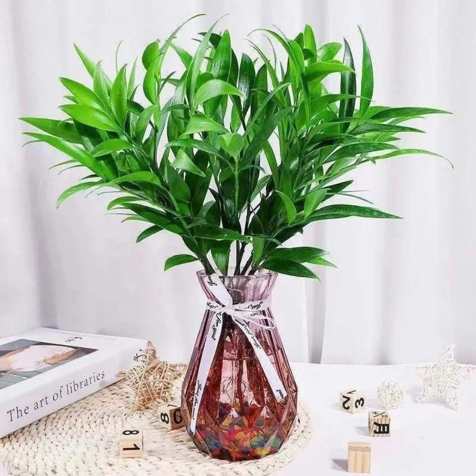 水培富贵竹驱蚊竹水养植物竹柏室内客厅绿植花卉四季常青净化空气