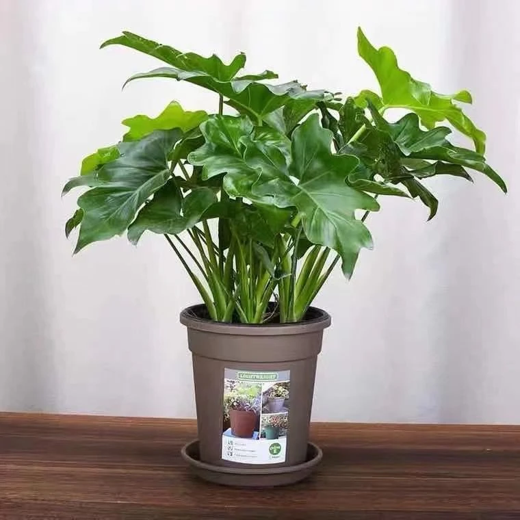 春羽植物盆栽室内喜阴网红绿植阳台桌面好养活四季常青耐寒耐旱花