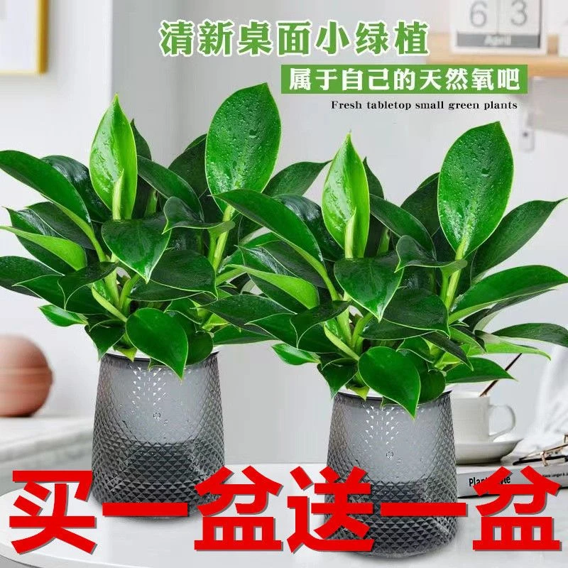 买一送一大叶金钻绿公主水培室内好养绿植盆栽配灰色水胶盆四季