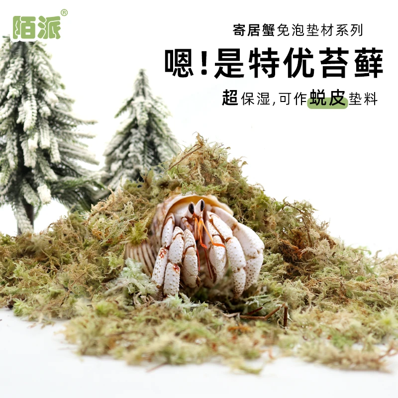 陌派寄居蟹特优高保湿苔藓～不积水可蜕皮「提高存活率」新手垫材