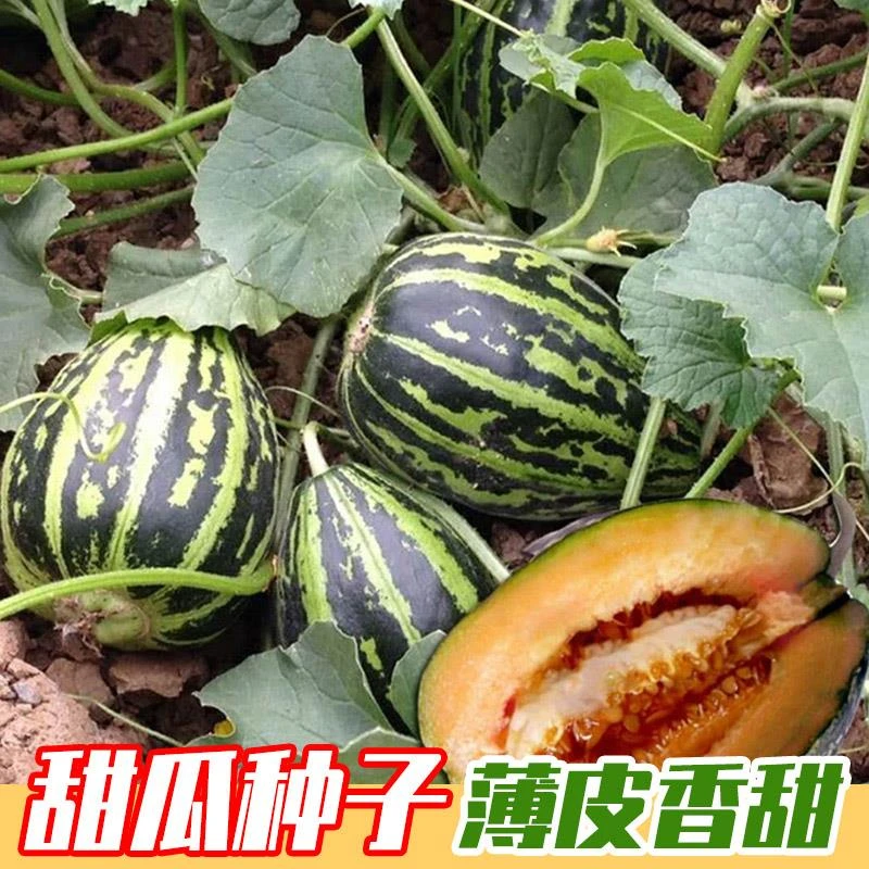 【买2送1】冰糖子甜瓜种子 甜脆高产香瓜种籽 阳台小院春季水果种子
