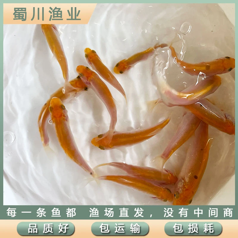 冷水观赏红丁桂鱼饲养简单好养殖鱼缸水池都可养包邮包活体到手