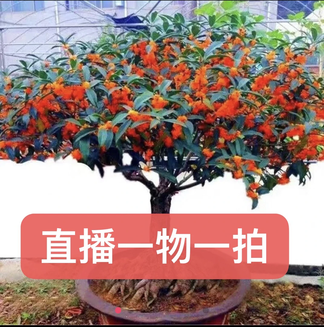 一物一拍 品种备注 桂花浓香型四季庭院阳台别墅室内室外盆栽地栽