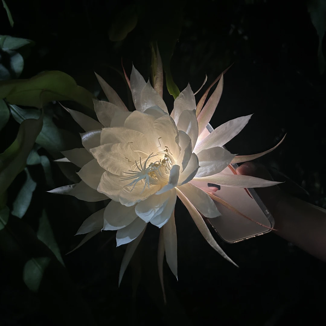 大叶昙花专拍链接