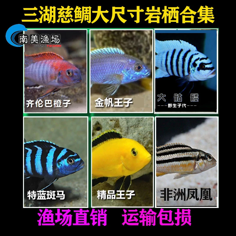 三湖慈鲷热带鱼岩栖类发色鱼马鲷非洲王子斑马好养耐活热带鱼精品