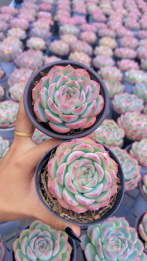 【侧影2盆】云南多肉基地直销带盆带土发货