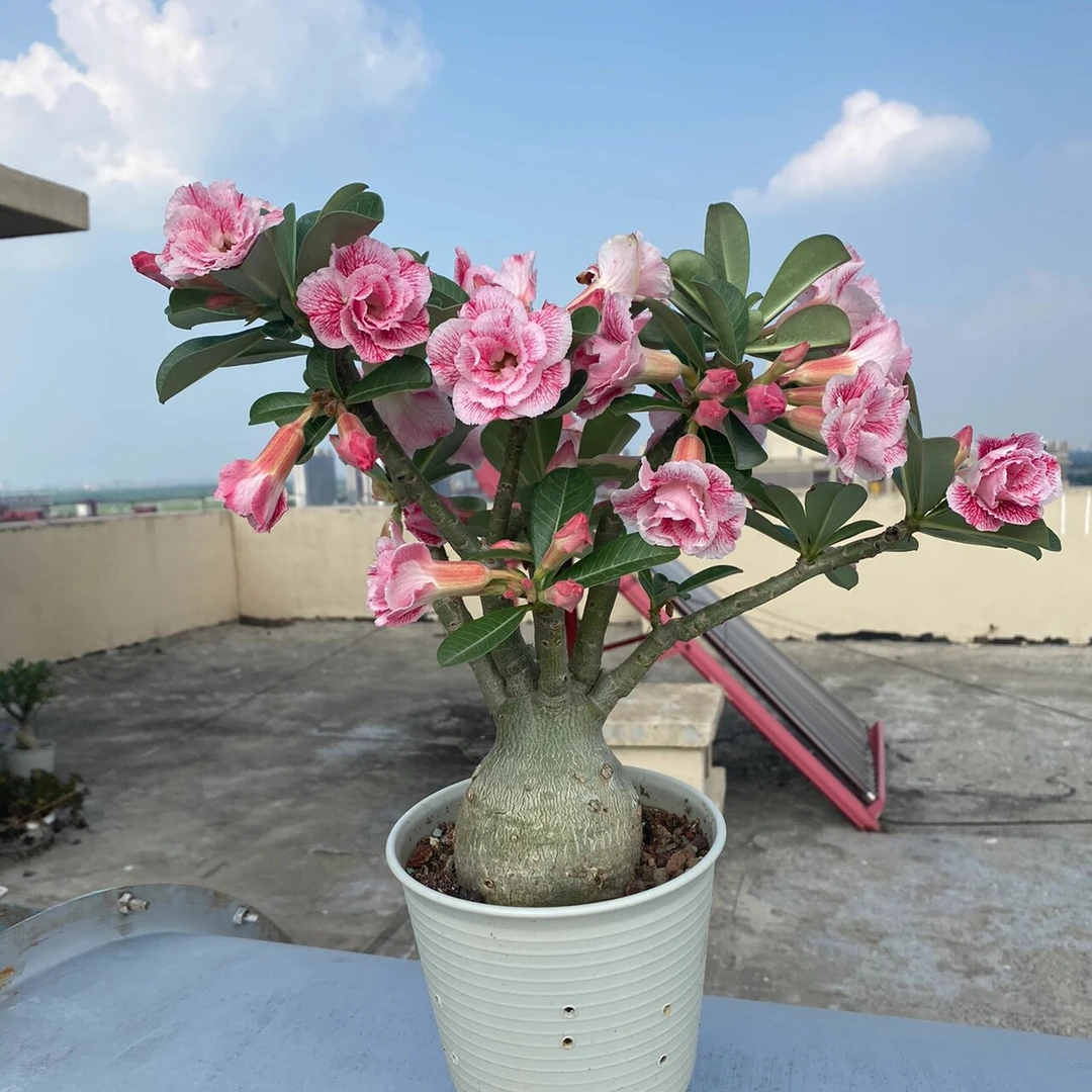 【十年苗】重瓣沙漠玫瑰盆栽四季开花室内阳台多色花卉好养绿植耐旱