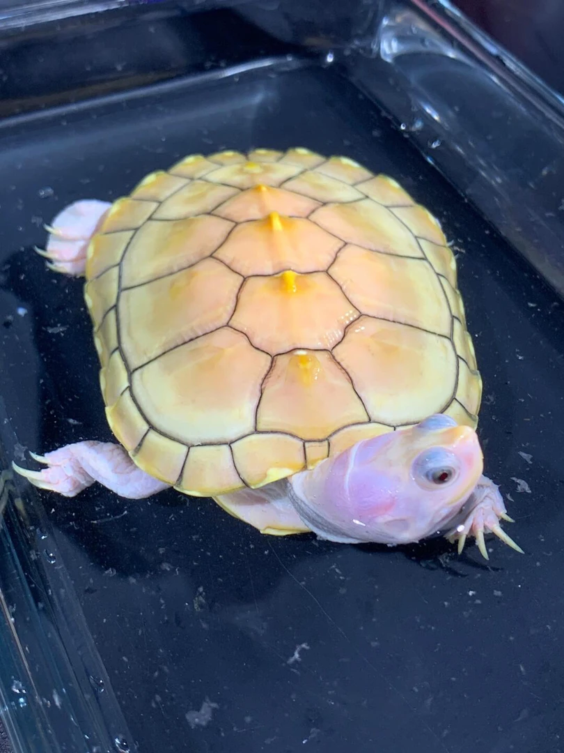 人工养殖观赏龟直播链接深水半水浅水巴西龟