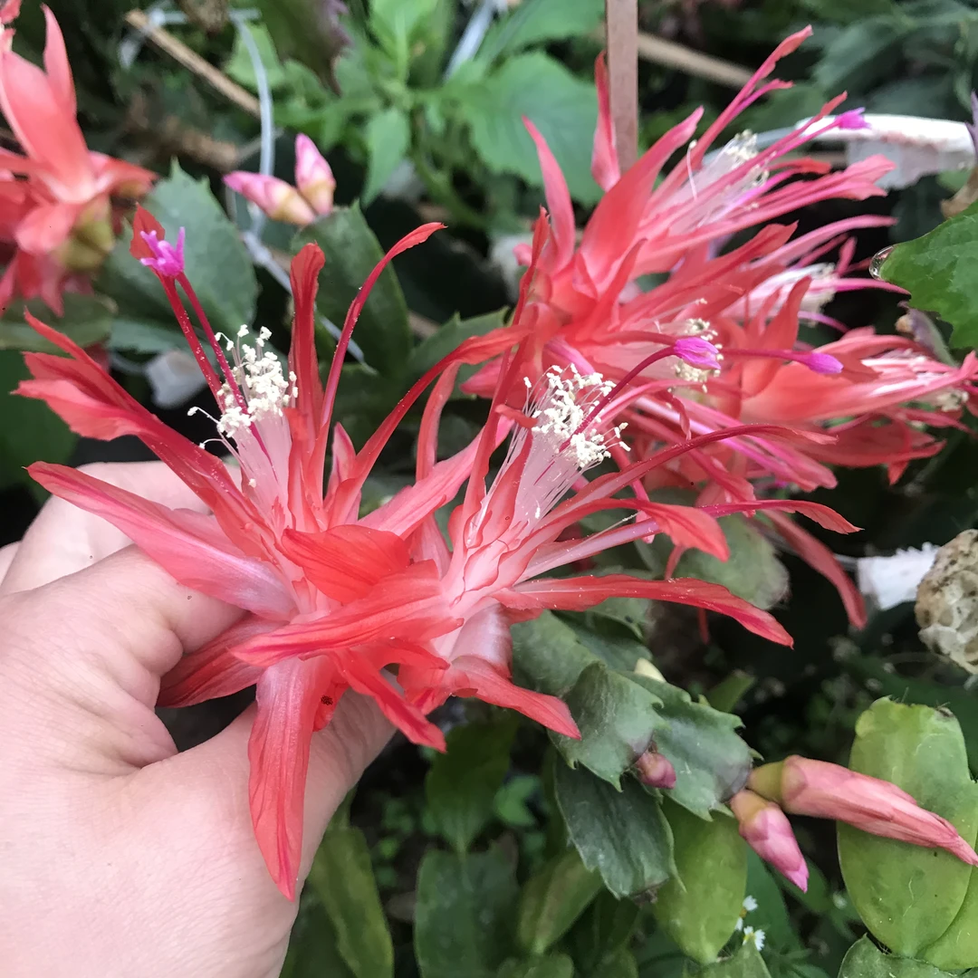 自根不嫁接进口蟹爪兰红色索菲亚原盆土发货冬季开花