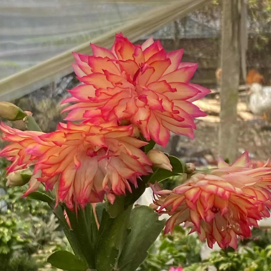 嫁接AN073  复色重瓣进口蟹爪兰原盆土发货