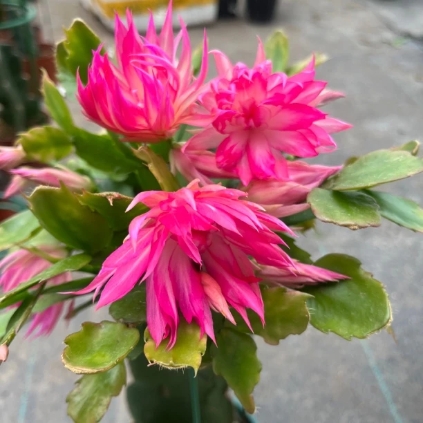 嫁接进口重瓣AN040无花苞 花色会受温度影响或深或浅