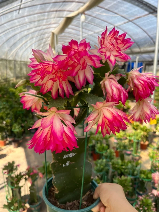 嫁接进口蟹爪兰AN082 无花苞原盆土发货