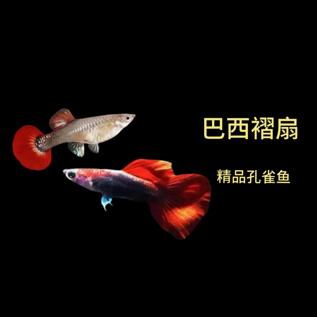 褶扇种鱼搭对(入缸不包损不赔付）