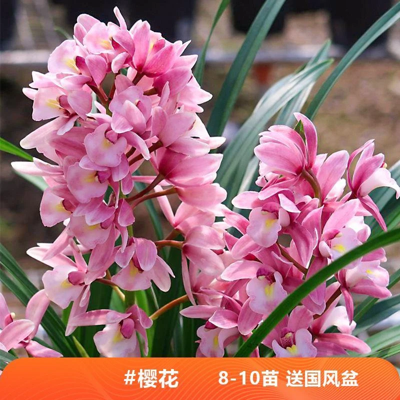 带花苞大花蕙兰浪漫樱花基地发货开花粉红色