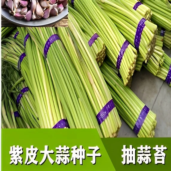 大蒜种子种籽长蒜苔头蒜种蒜苗红皮本地紫皮干蒜四季蒜子大蒜苔种