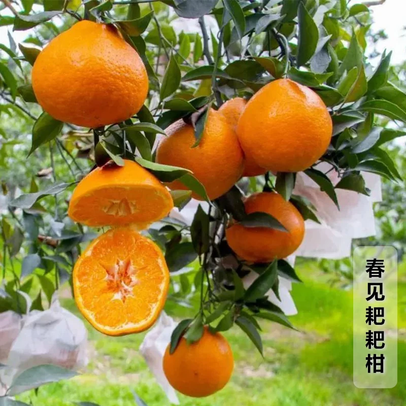 春见耙耙柑盆栽地栽南北方种植绿植多年生苗