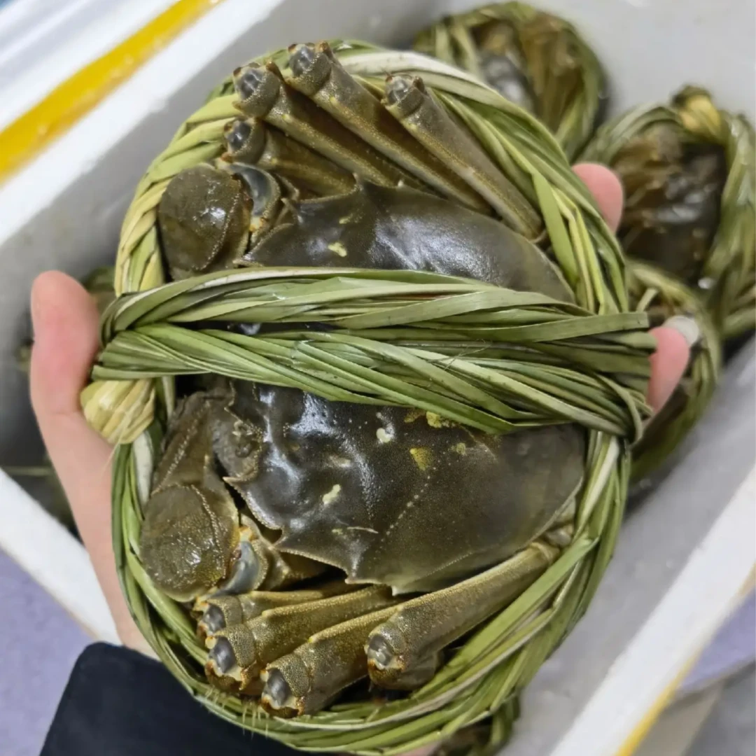 精品大闸蟹3两母蟹一只
