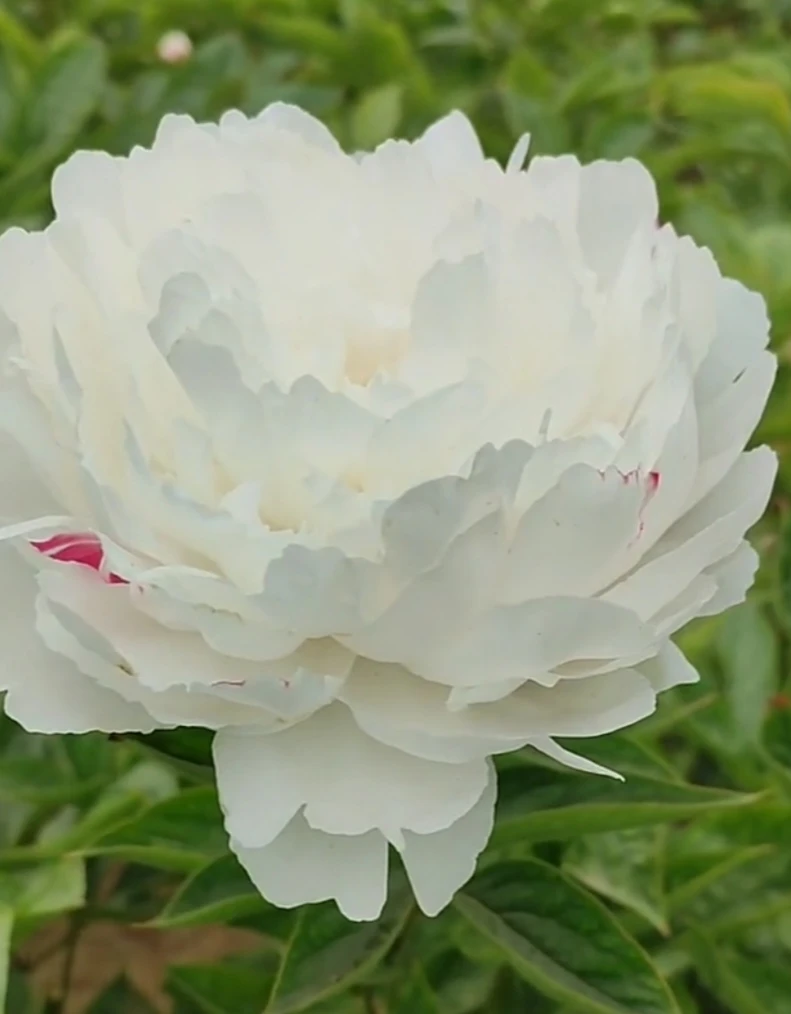 芍药杨妃出浴，预售先发肥料秋季裸根发苗