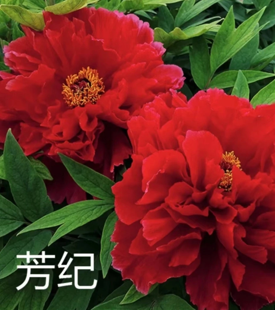 牡丹芳纪，3年苗预售先发肥料秋季裸根发苗