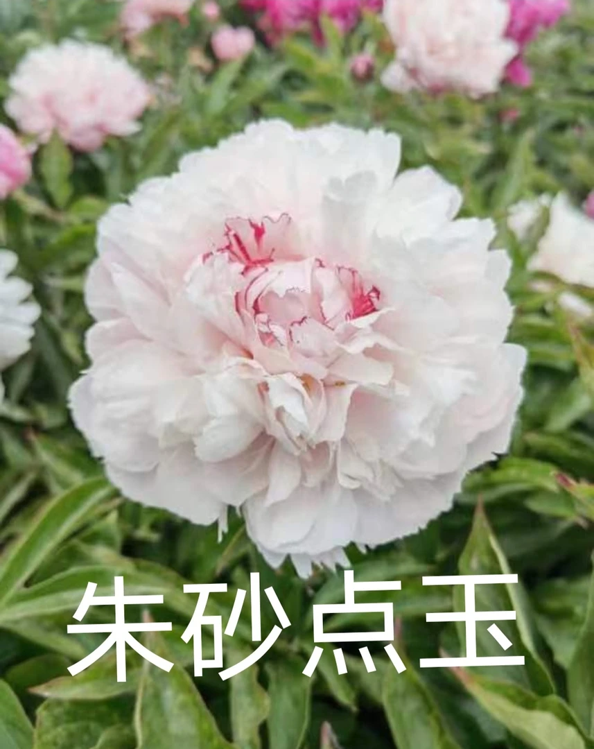 芍药朱砂点玉,预售先发肥料秋季裸根发苗