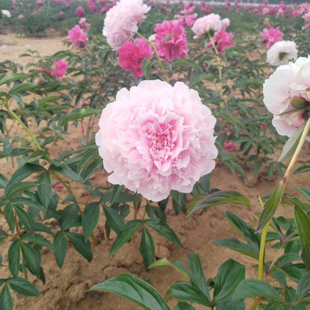 芍药晴雯，预售先发肥料秋季裸根发苗