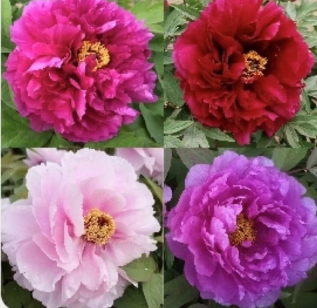 牡丹花2年苗4棵不同品种，随机预售先发肥料秋季裸根发苗